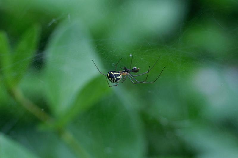 Frontinellina_frutetorum_D5191_Z_88_Les Gris_Frankrijk.jpg